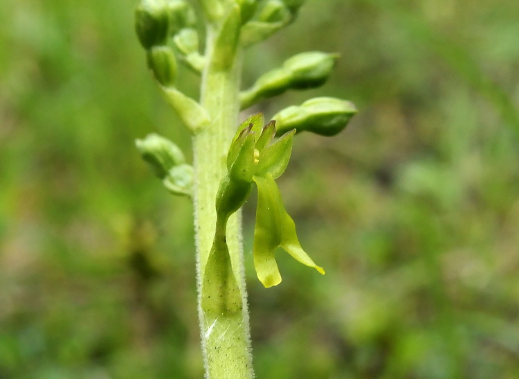 Neottia ovata